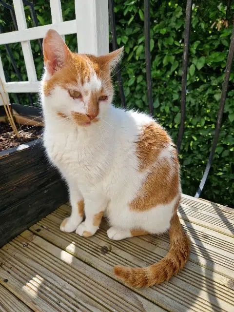 chat lost   03100 Montluçon Minetto