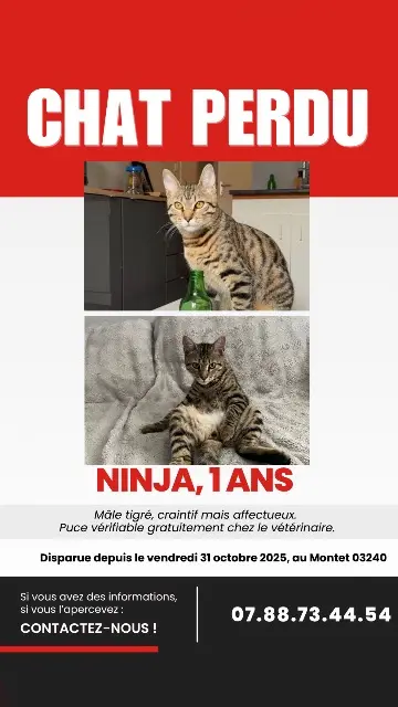 chat lost   03240 Le Montet Ninja