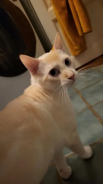 chat lost   03270 Mariol Nougat
