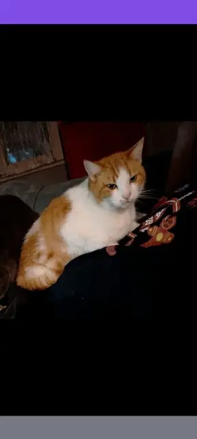 chat lost   03340 Neuilly-le-Réal Nut's
