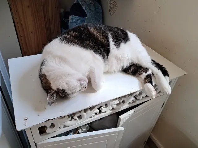 chat lost   03150 Varennes-sur-Allier Opus