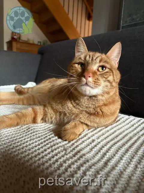 gato perdido 03600 Louroux-de-Beaune Pacha gato lost 03600 Louroux-de-Beaune Pacha