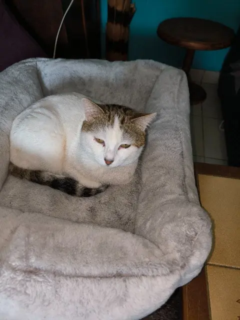 chat lost   03240 Rocles Pat a pouf