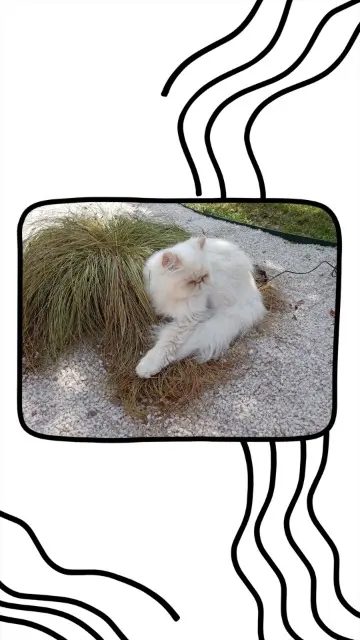 chat lost   03340 Neuilly-le-Réal Pilou