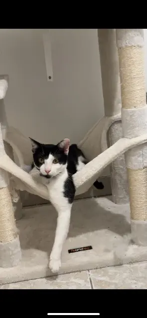 kater vermist 03100 Montluçon Rio kater lost 03100 Montluçon Rio