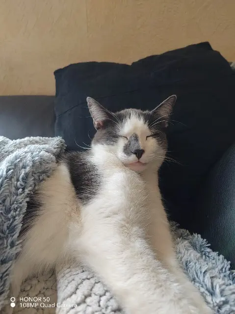 chat lost   03500 Saint-Pourçain-sur-Sioule Seïko