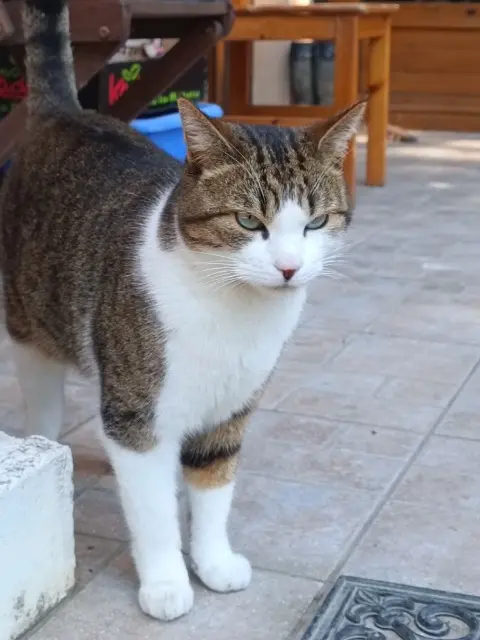 chat lost   03220 Vaumas Sharko