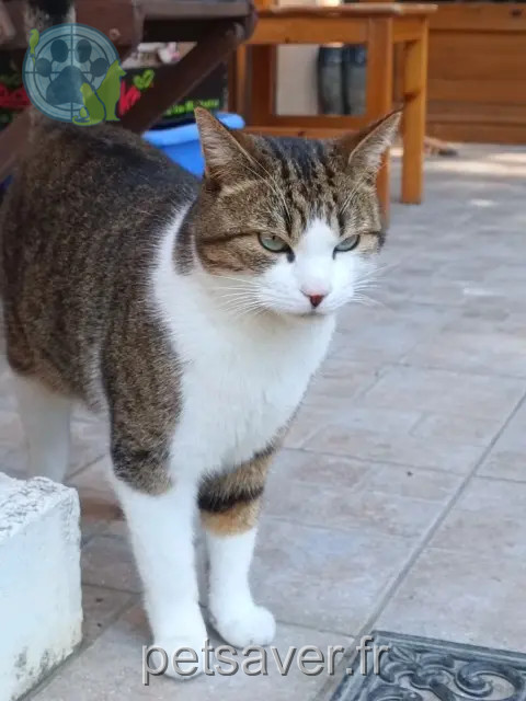cat lost 03220 Vaumas Sharko cat lost 03220 Vaumas Sharko