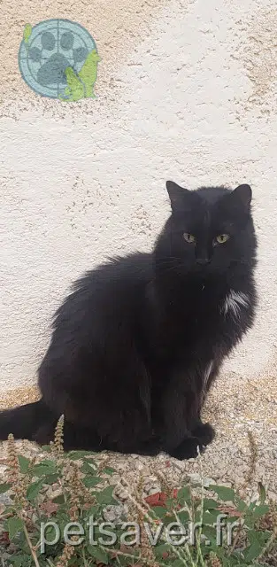 chat lost 03000 Moulins Simba