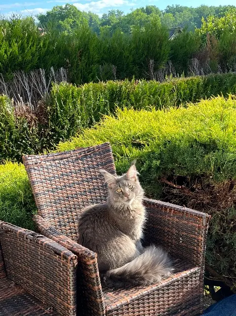 chat lost   03270 Saint-Yorre Simba