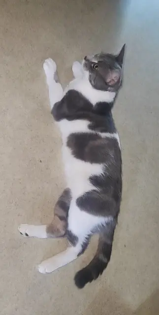 chat lost   03000 Moulins Simba