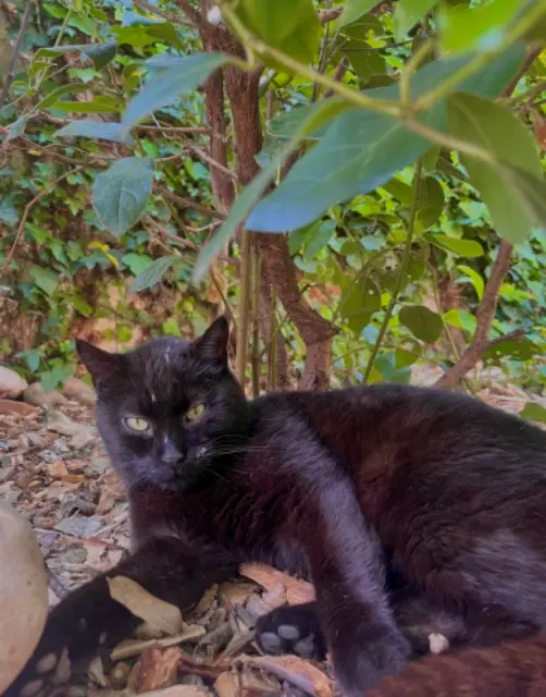 chat lost   03000 Moulins Sirius