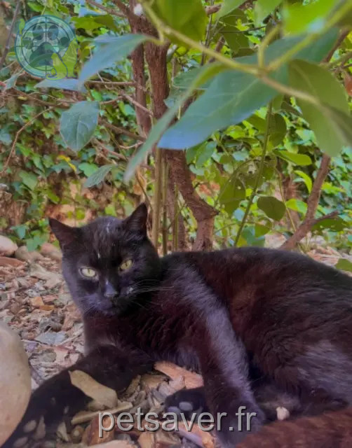 gato perdido 03000 Moulins Sirius gato lost 03000 Moulins Sirius