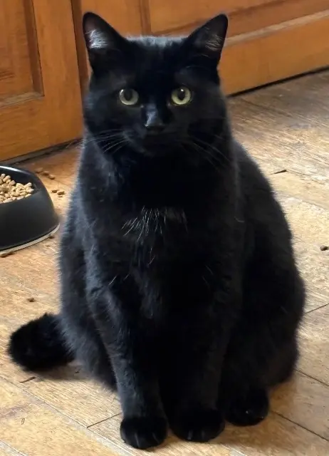 chat lost   03290 Dompierre-sur-Besbre Snowy