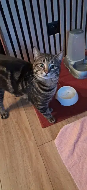 chat lost   03460 Aurouër Stark