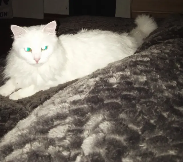 chat lost   03200 Vichy Taka