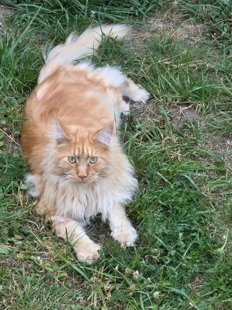 chat lost   03000 Moulins Ulky