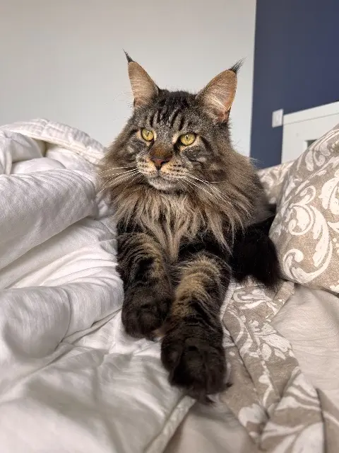 chat lost   03200 Vichy Upsso