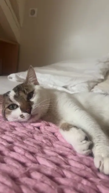 chat lost   03000 Moulins Wilbur