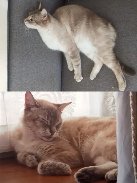 chat lost   03170 Doyet Youki