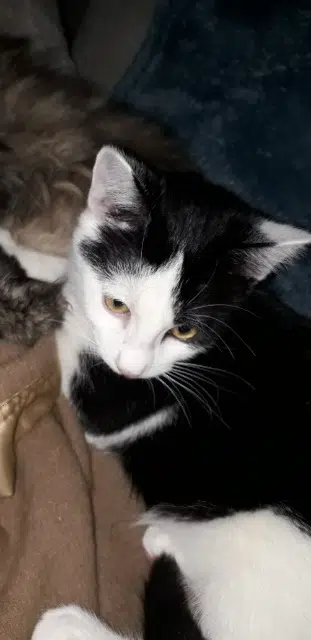 chat lost   03230 Chevagnes Zoe