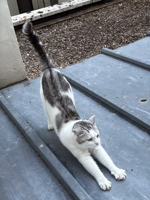 chat lost   03200 비시 Cheonbok