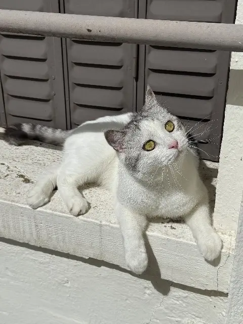 kater vermist 03200 비시 Cheonbok kater lost 03200 비시 Cheonbok