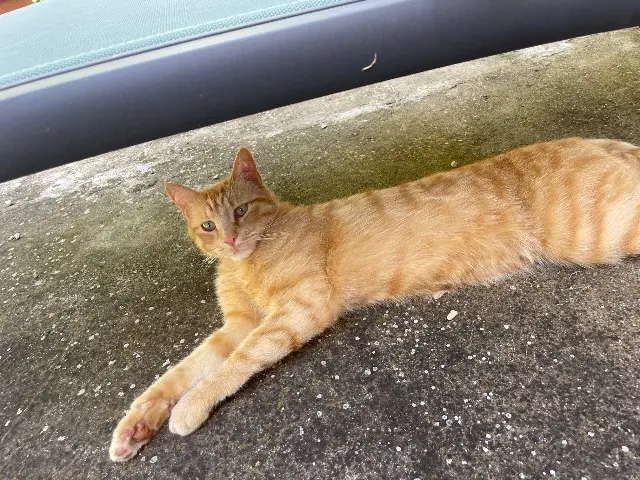 chat lost   04510 Mirabeau Absalom