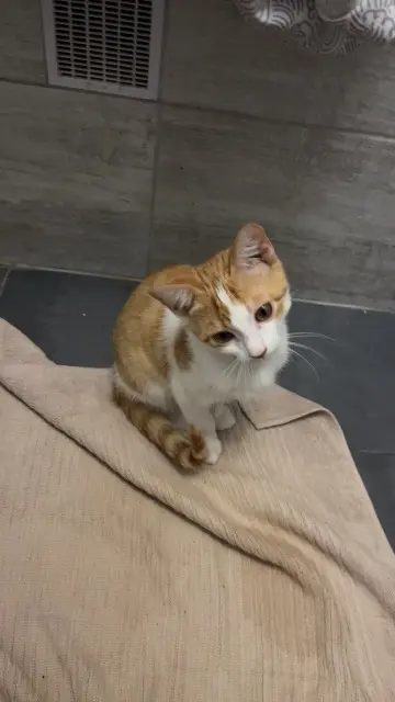 chat lost   04400 Saint-Pons Alpha