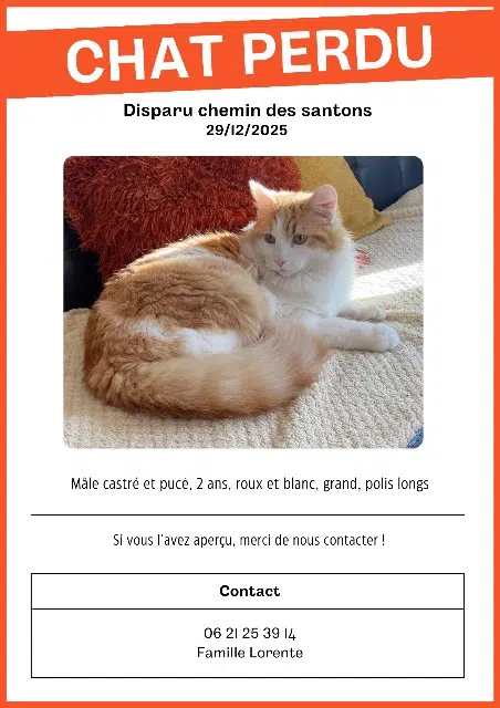chat lost   04180 Villeneuve Chichi
