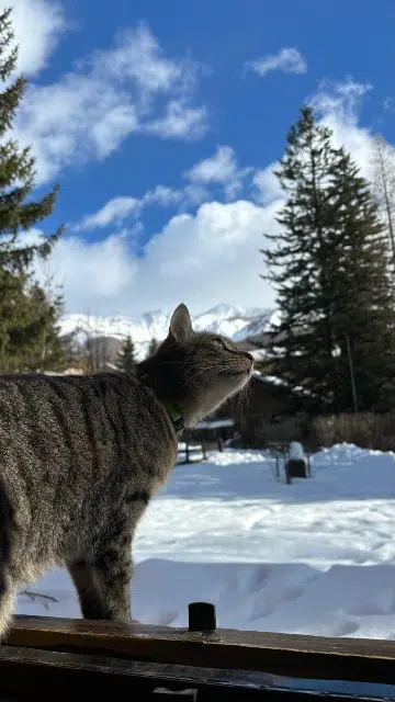 chat lost   04260 Allos Hades