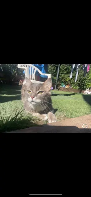 chat lost   04700 La Brillanne Kenzo