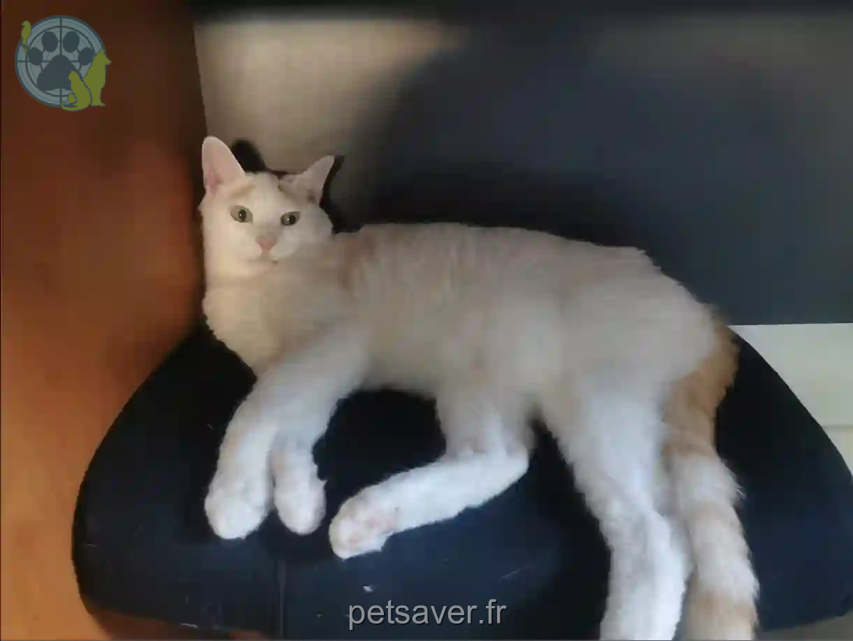 Chat Perdu 04 Alpes-de-Haute-Provence - Kinder Chat Perdu 04 Alpes-de-Haute-Provence - Kinder
