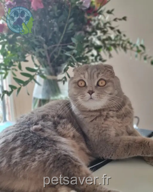 gato perdido 04400 Barcelonnette Leo gato lost 04400 Barcelonnette Leo