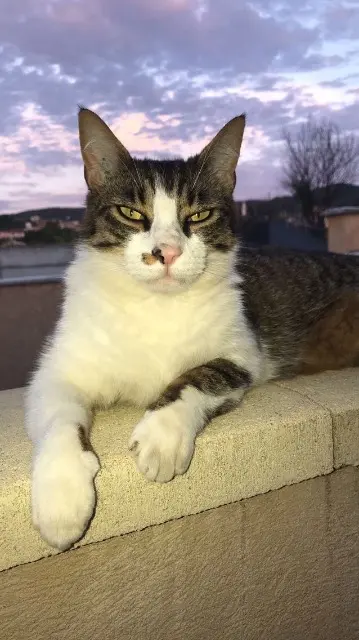 chat lost   04300 Sigonce Looping