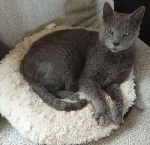 chat lost   04200 Sisteron Nino