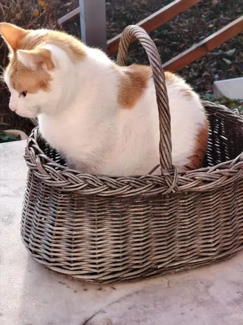 chat lost   04700 La Brillanne Pixel