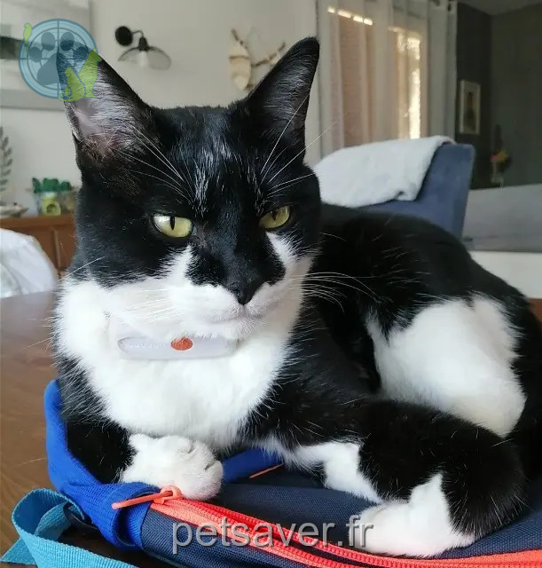 gato perdido 04000 Digne-les-Bains Pompon gato lost 04000 Digne-les-Bains Pompon