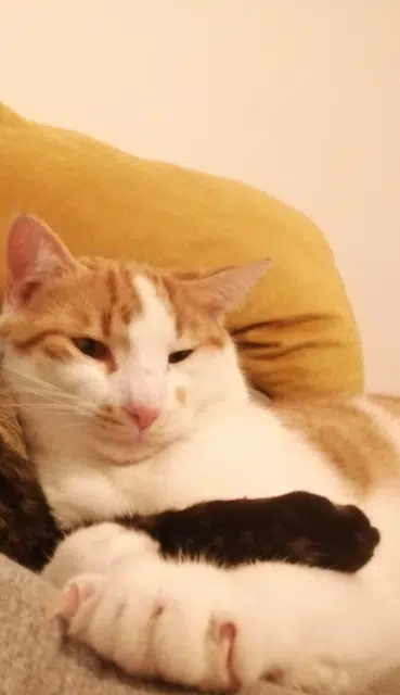 chat lost   04860 Pierrevert Rouky