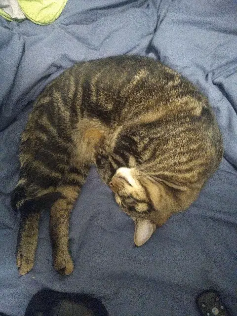 chat lost   04290 Sourribes Tiger