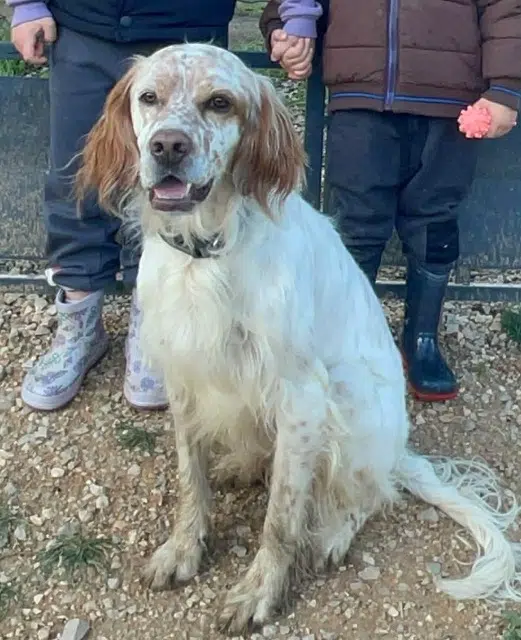 chat lost   04500 Allemagne-en-Provence Tomy