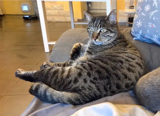 chat lost   04860 Pierrevert Yoda