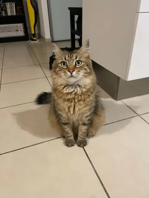 chat lost   04190 Les Mées Yuka