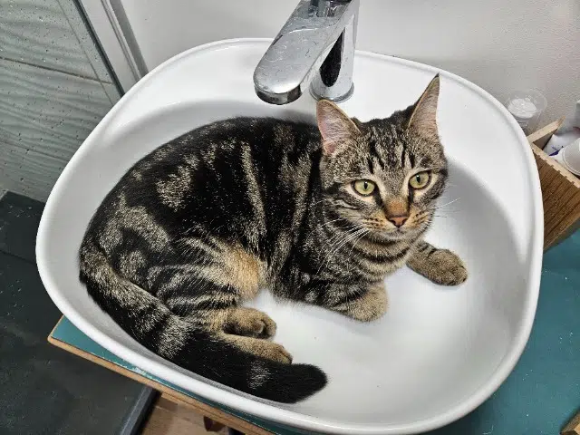 chat lost   05310 La Roche-de-Rame Atlas