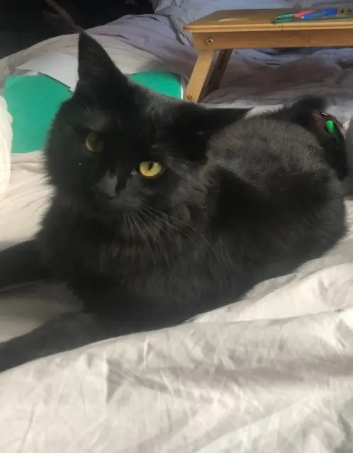 chat lost   05000 Châteauvieux Beau