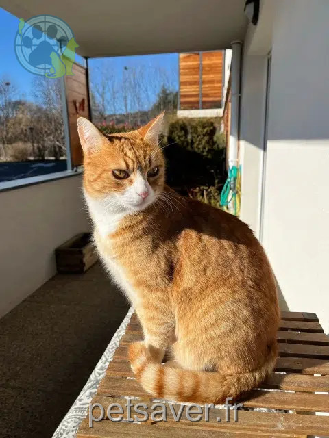 chat lost   05000 Gap Caramel