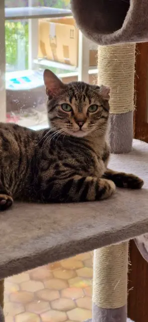 chat lost   05000 Gap Caramel Mimo