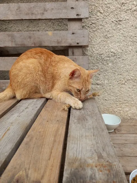 chat lost   05160 Savines-le-Lac Caramel
