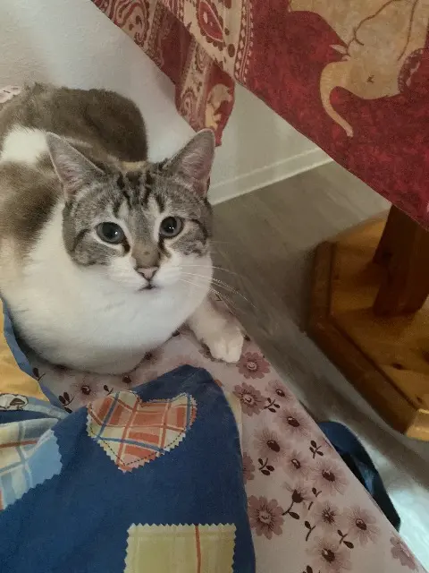 chat lost   05200 Embrun Caramelle