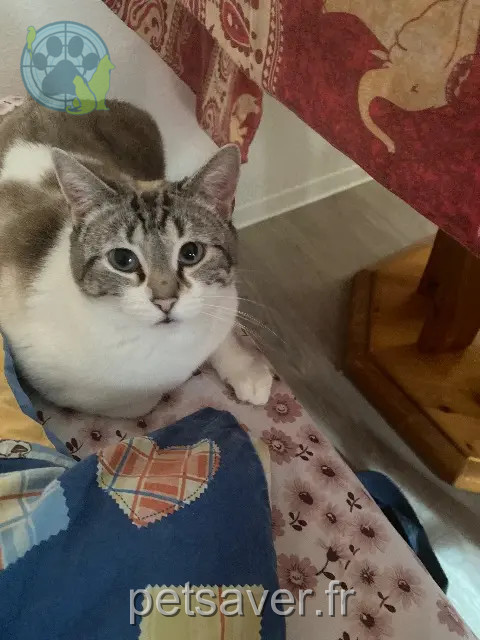 gato perdido 05200 Embrun Caramelle gato lost 05200 Embrun Caramelle